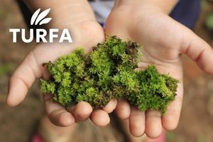 Мох на газоні: причини появи та найефективніші методи боротьби фото